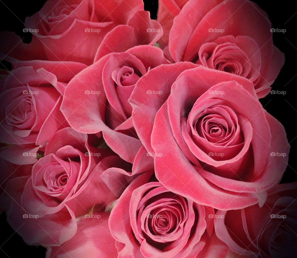 Pink roses. Pink roses
