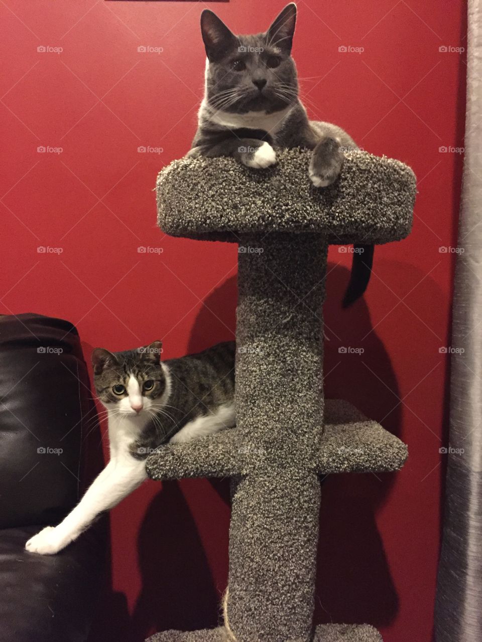 Two crazy cats