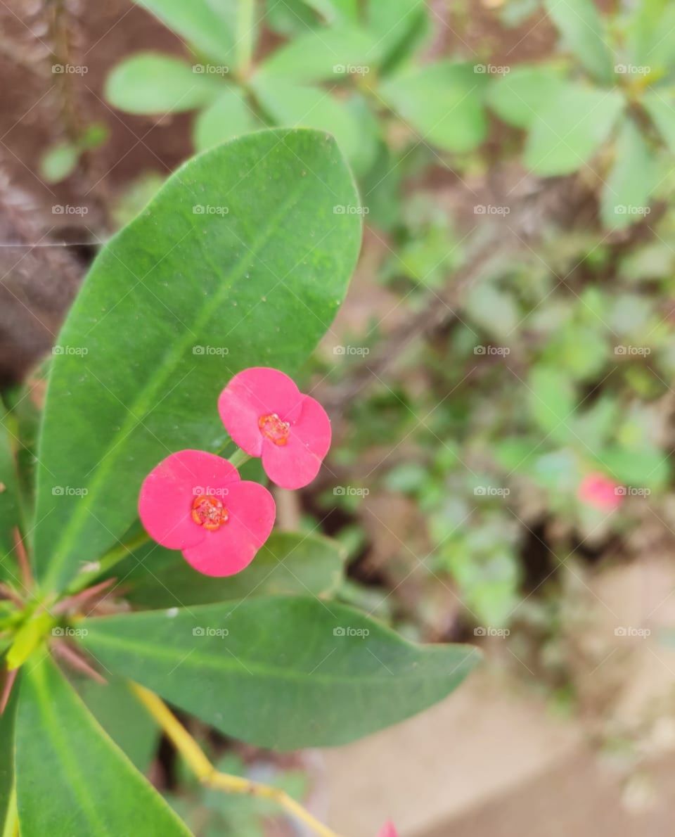 Beautiful Pink Flowers, Natural Picture