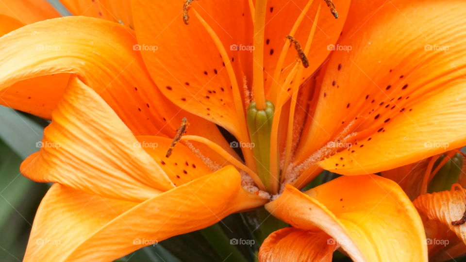 Close-up orange flower