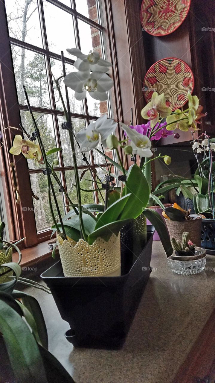 plants in the kitchen.  orchid and other plants by the window.