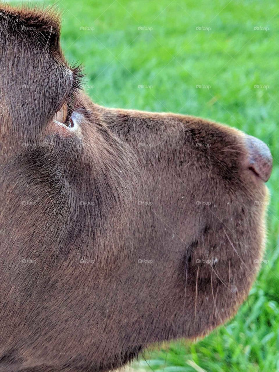 Tired eyes.  Loyalty is an understatement for Mocha. She saves lives emotionally.... wish I could save hers in return.😢