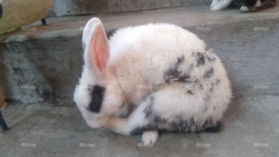 White and Black Rabbit UP India