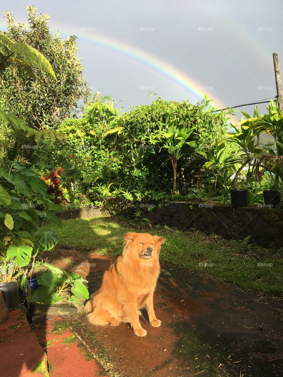 Golden dog and rainbow