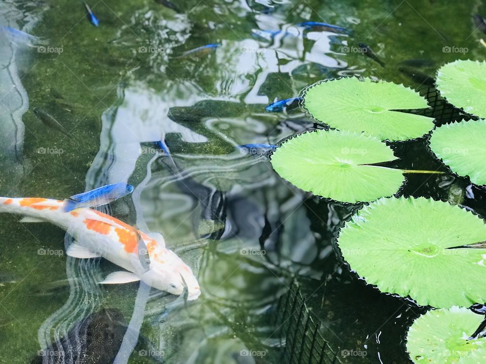 Fish in fish pond with lotus leaves 