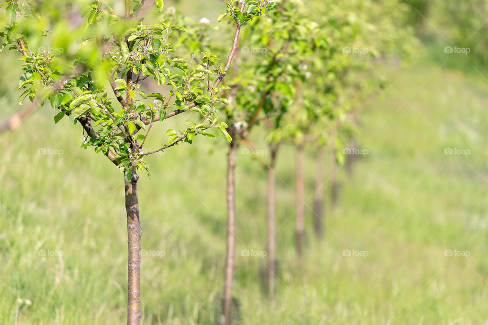 Young apple trees in spring