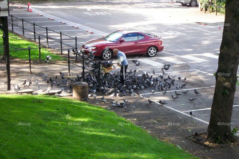 pigeons