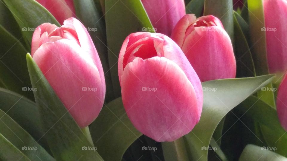 close up of bunch of pink tulips