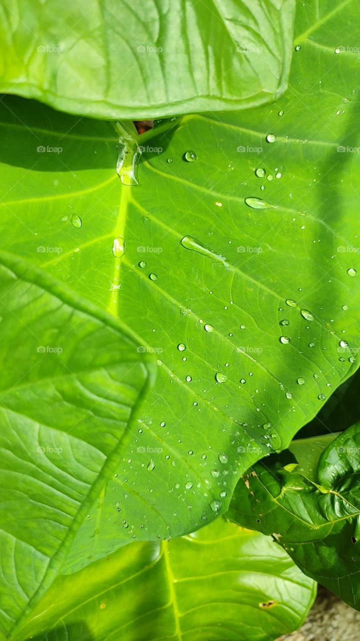 Beautiful water drops on a big leaf