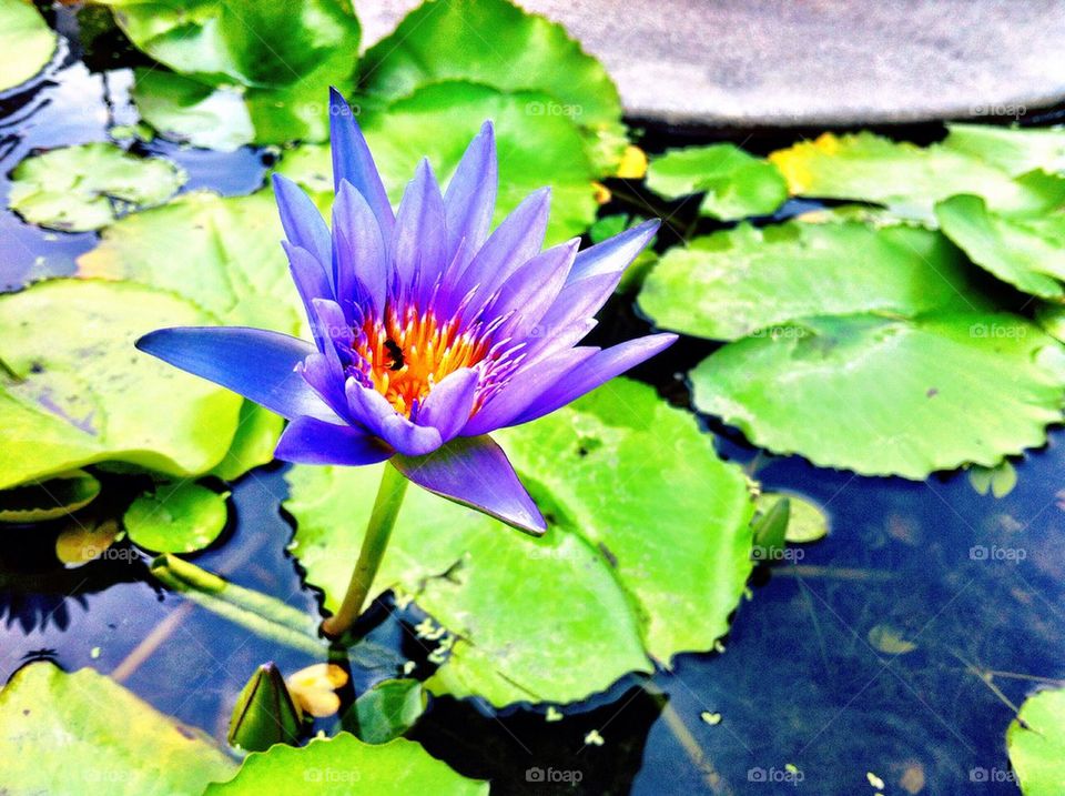 Beautiful violet lotus in the pond