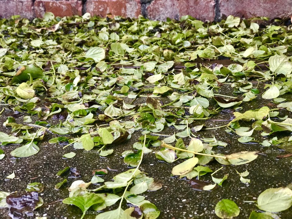 Leaves on a rainy day