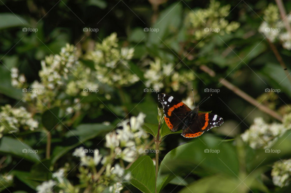 field park butterfly by stevephot