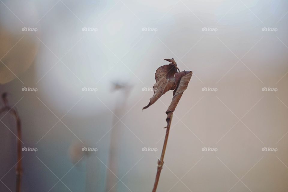 Bird, Nature, Blur, One, No Person