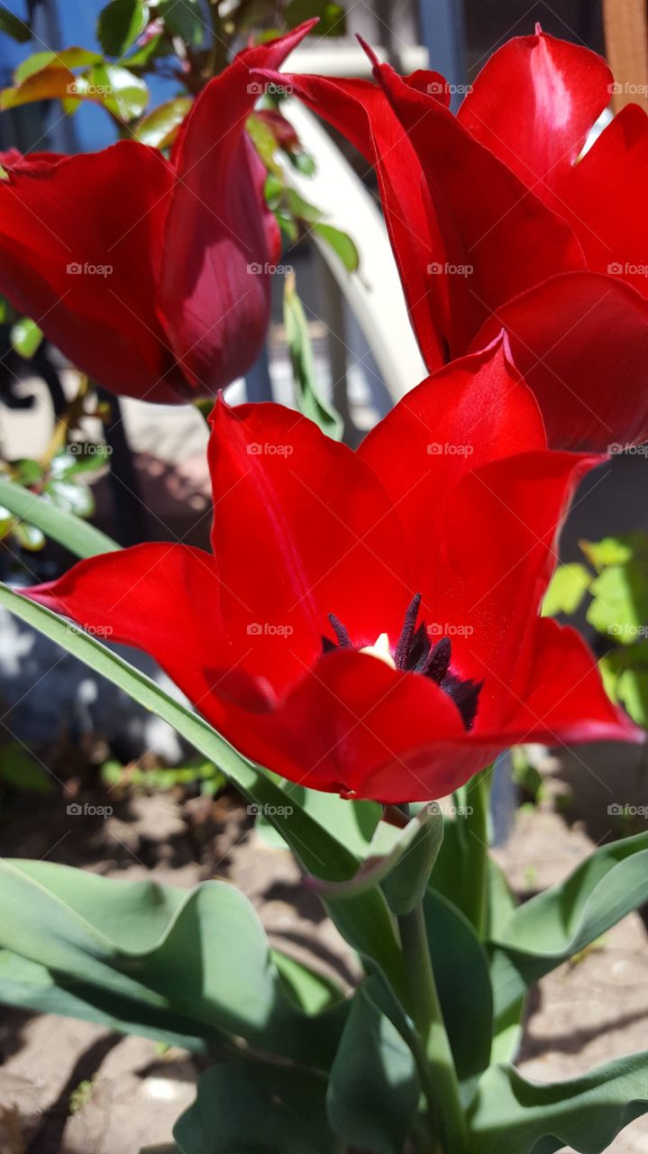 Red tulips in the sun