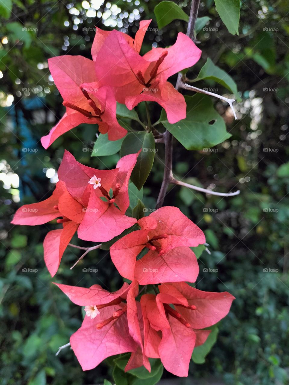 red hibiscus flowers