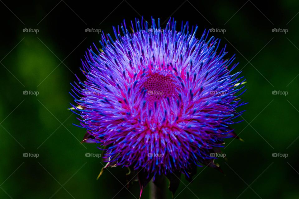 blue and pink wild flower