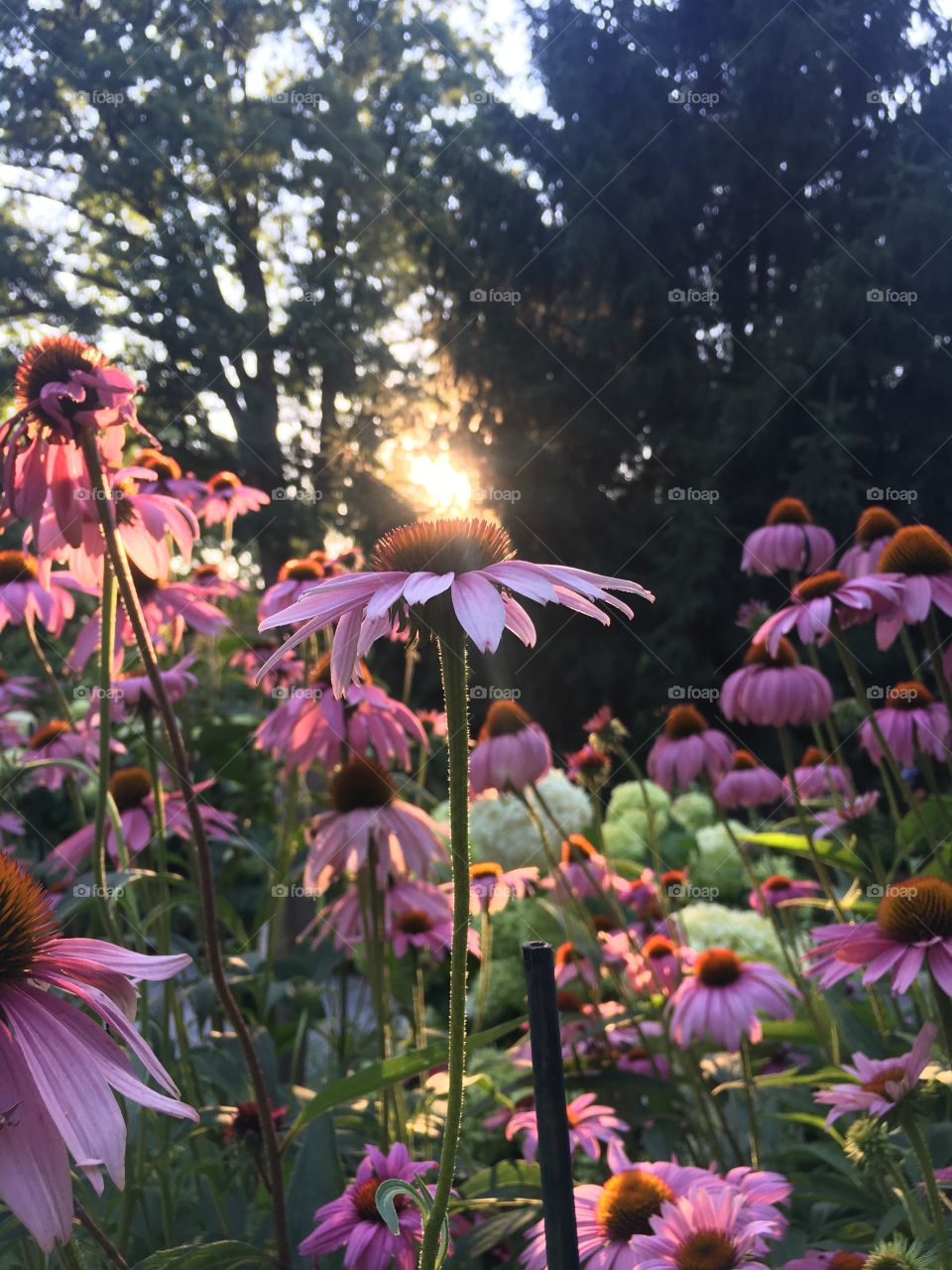 Purple coneflower