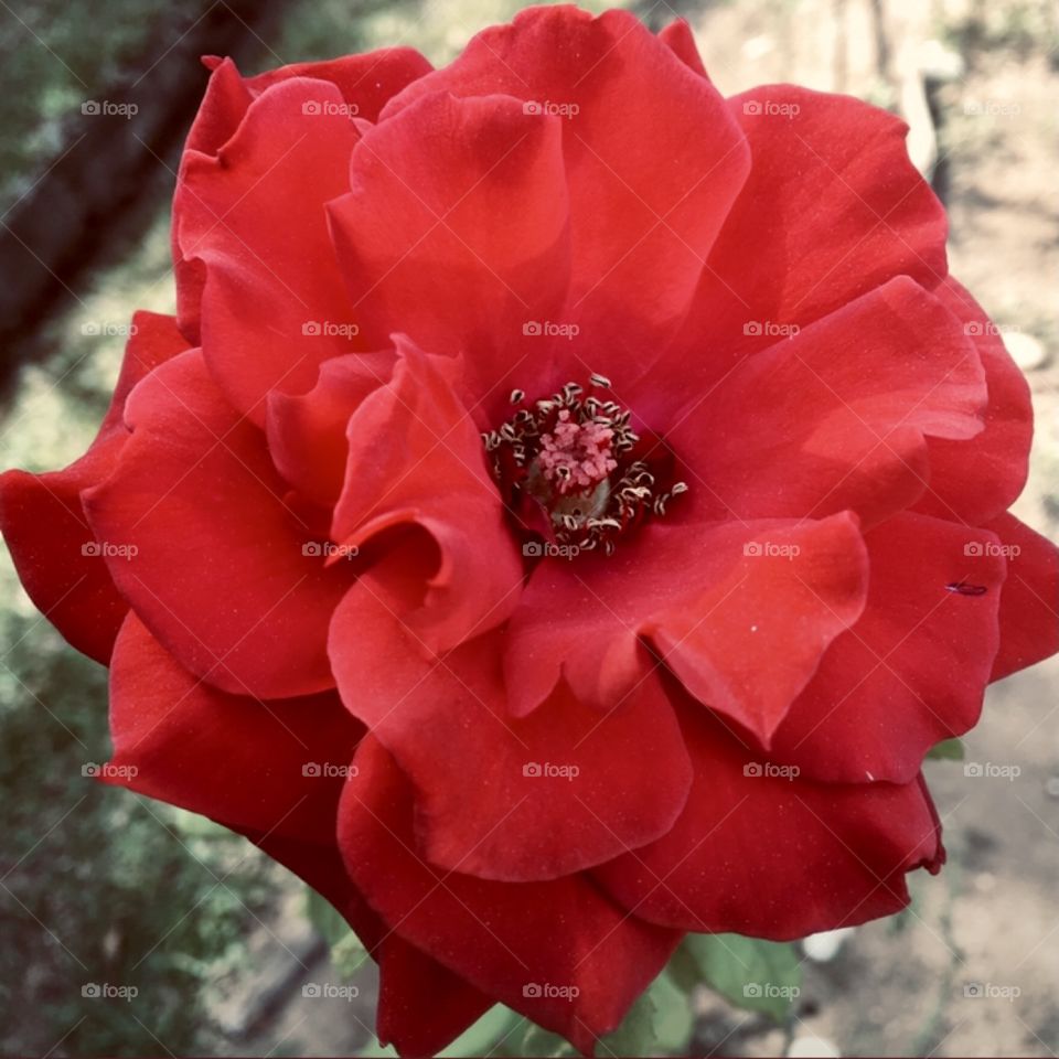 🌹 🇺🇸 Very beautiful flowers to brighten our day.  Live nature and its beauty. Did you like the delicate petals? / 🇧🇷 Flores muito bonitas para alegrar nosso dia. Viva a natureza e sua beleza. Gostaram das pétalas delicadas? 