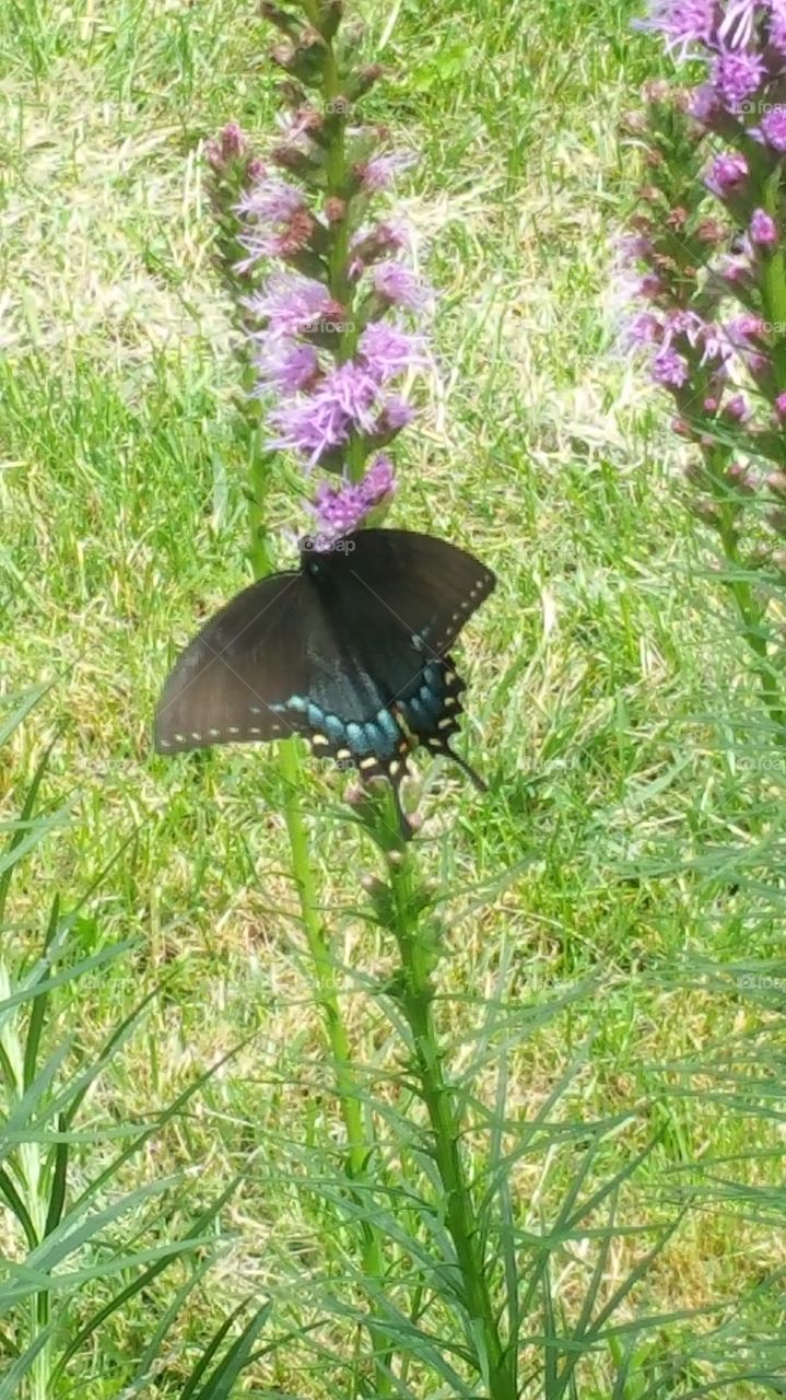 black swallowtail. this visitor likes my plants.