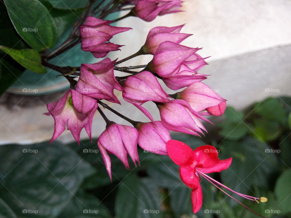 Nature, Flower, Leaf, Flora, Garden