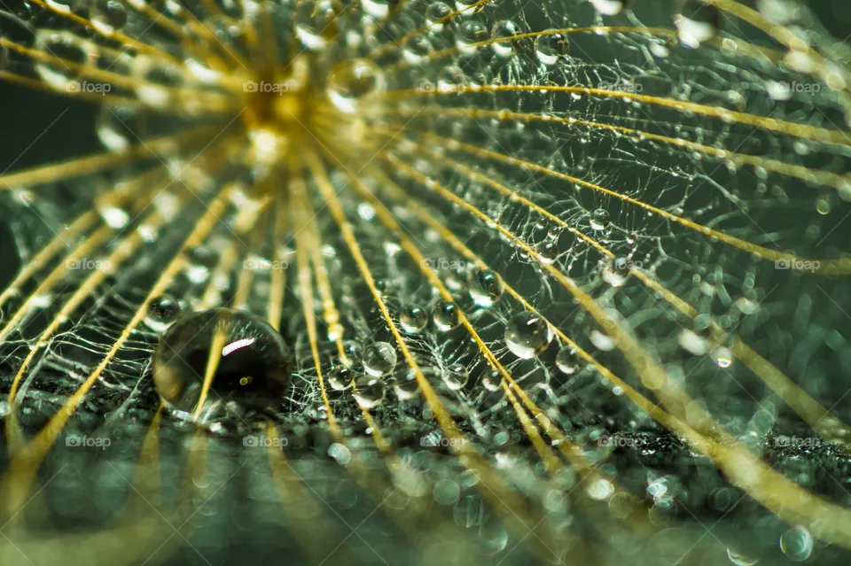 Dewdrops on a dandelion close-up