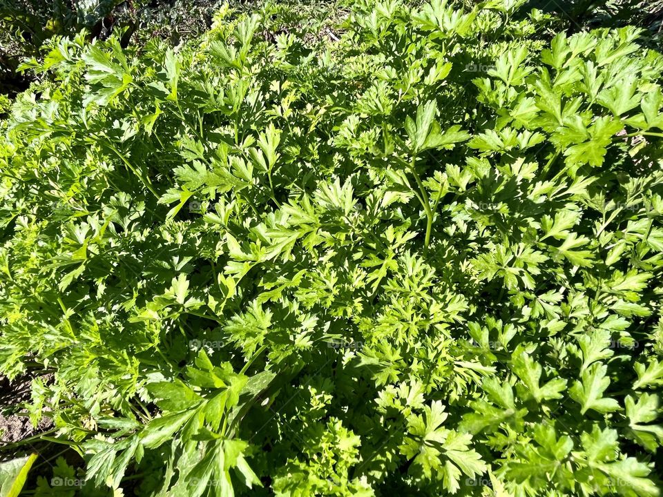 Parsley 
