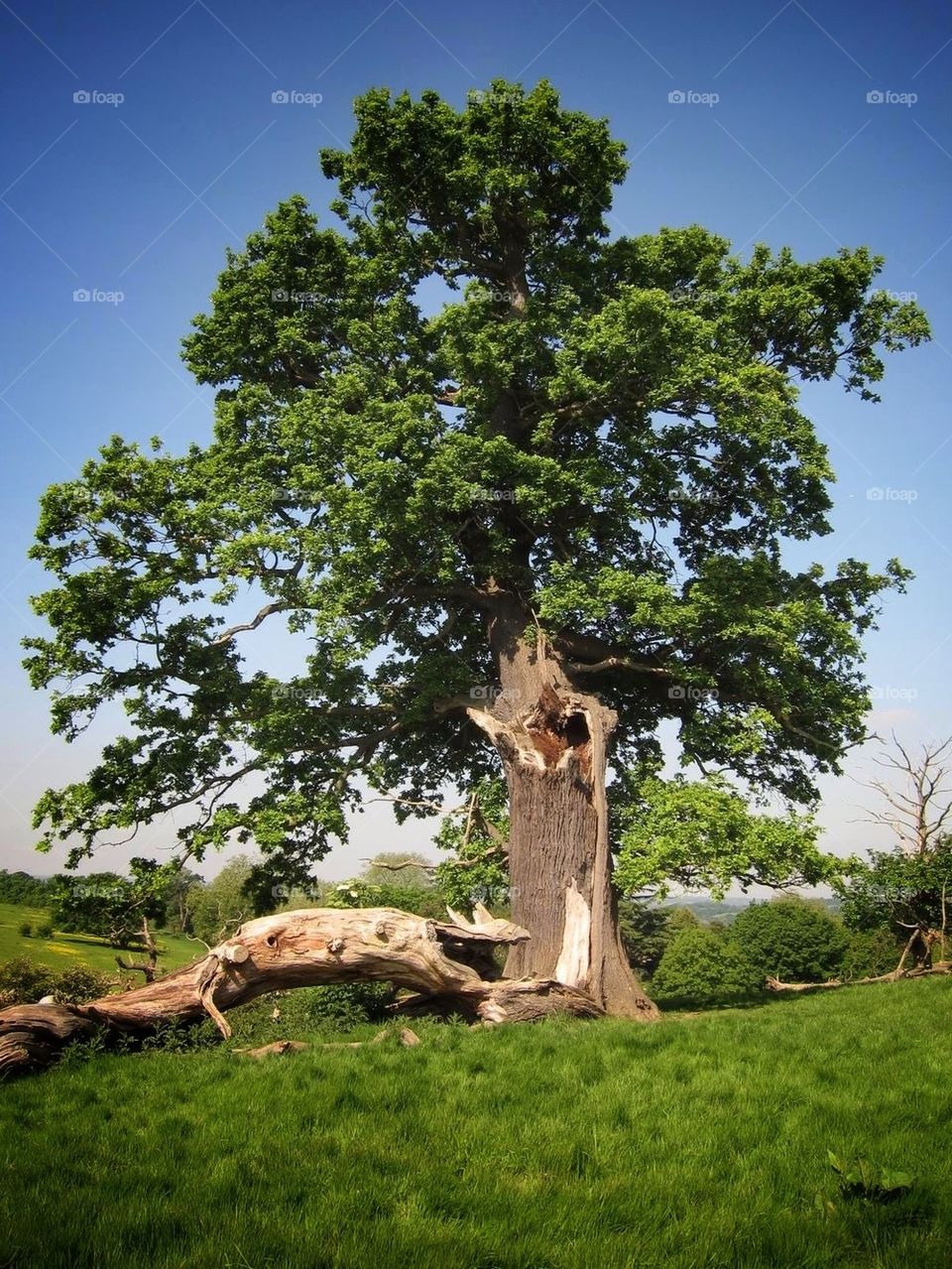 The Old Oak Tree