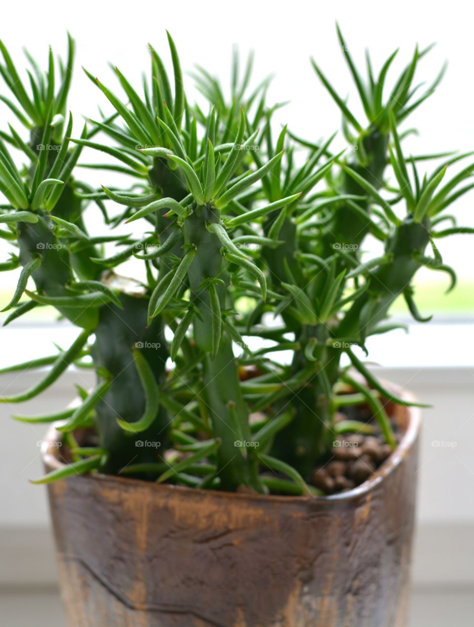 green house plants home on a window