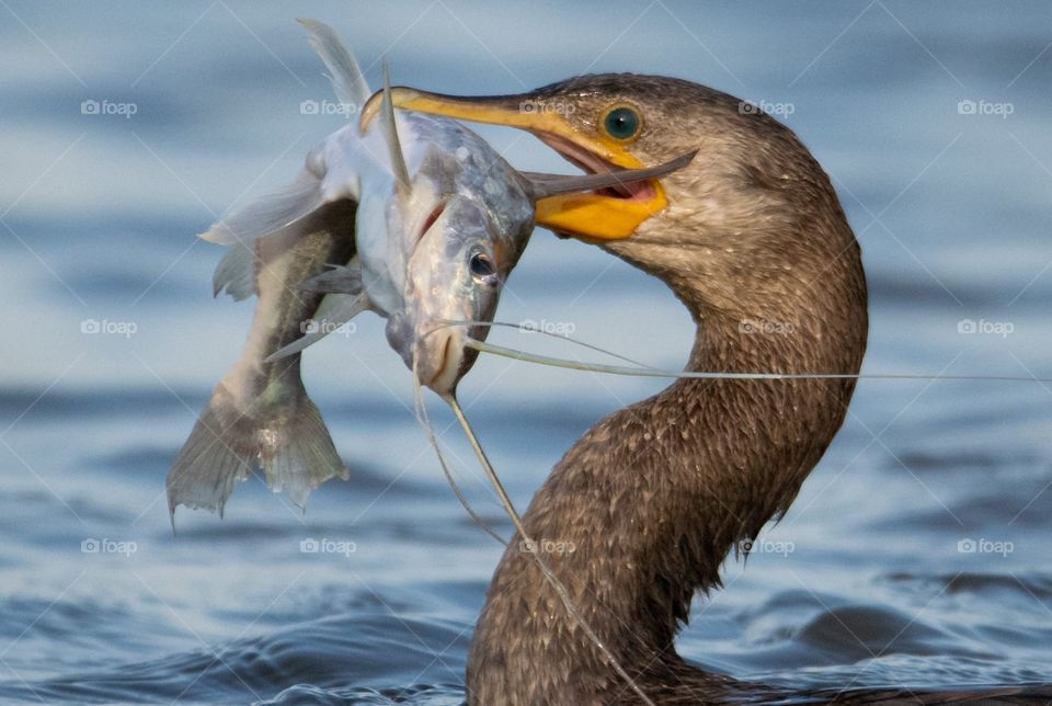 Biguá, ave comum nos rios do Pantanal se alimentando de um bagre cheio de ferrões.