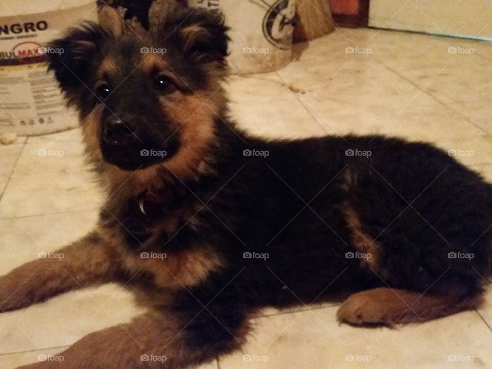 Dog, Mammal, Canine, One, No Person