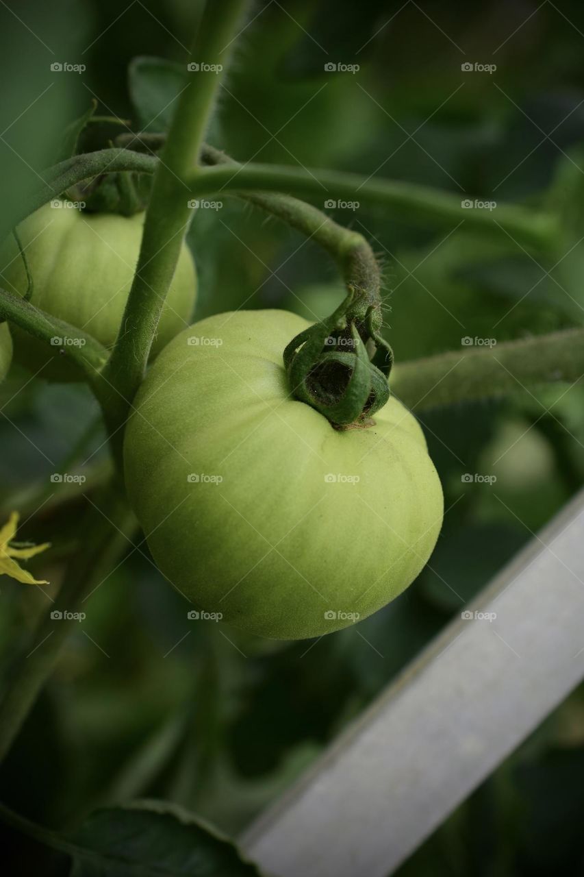 Green tomato 