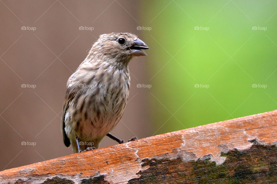 nature bird beauty finch by vfritts