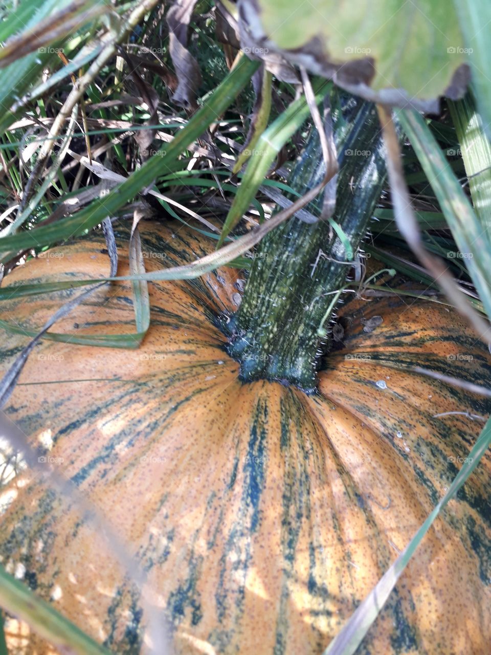 autumn harvest  - large orange green  stripped pumpkin