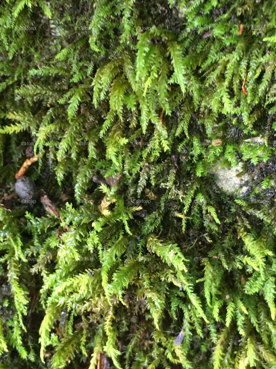 Closeup of Moss on Rock
