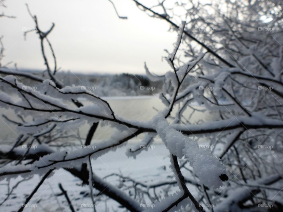 Frosty branch