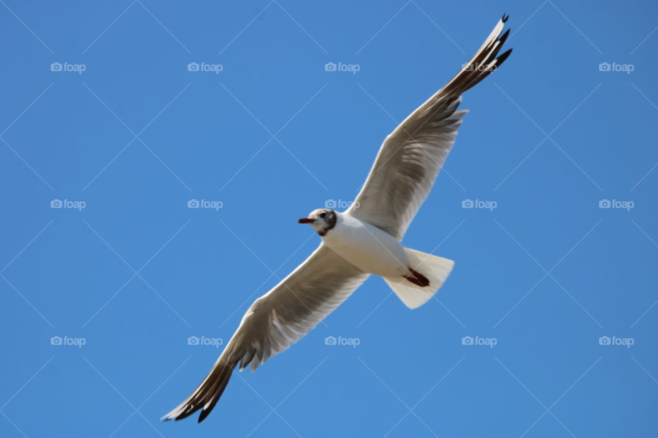 seagull in flight