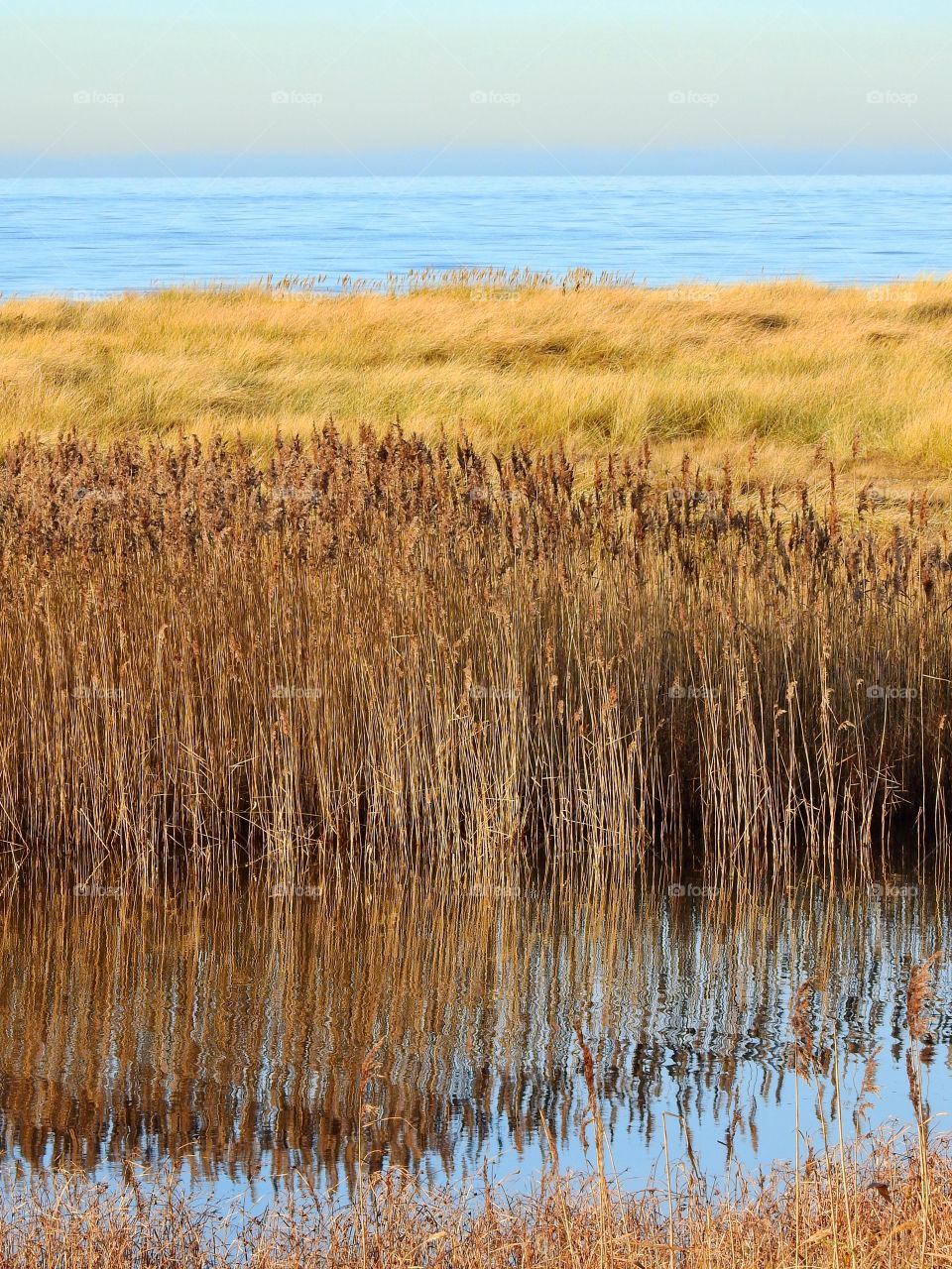 Reeds in reflection