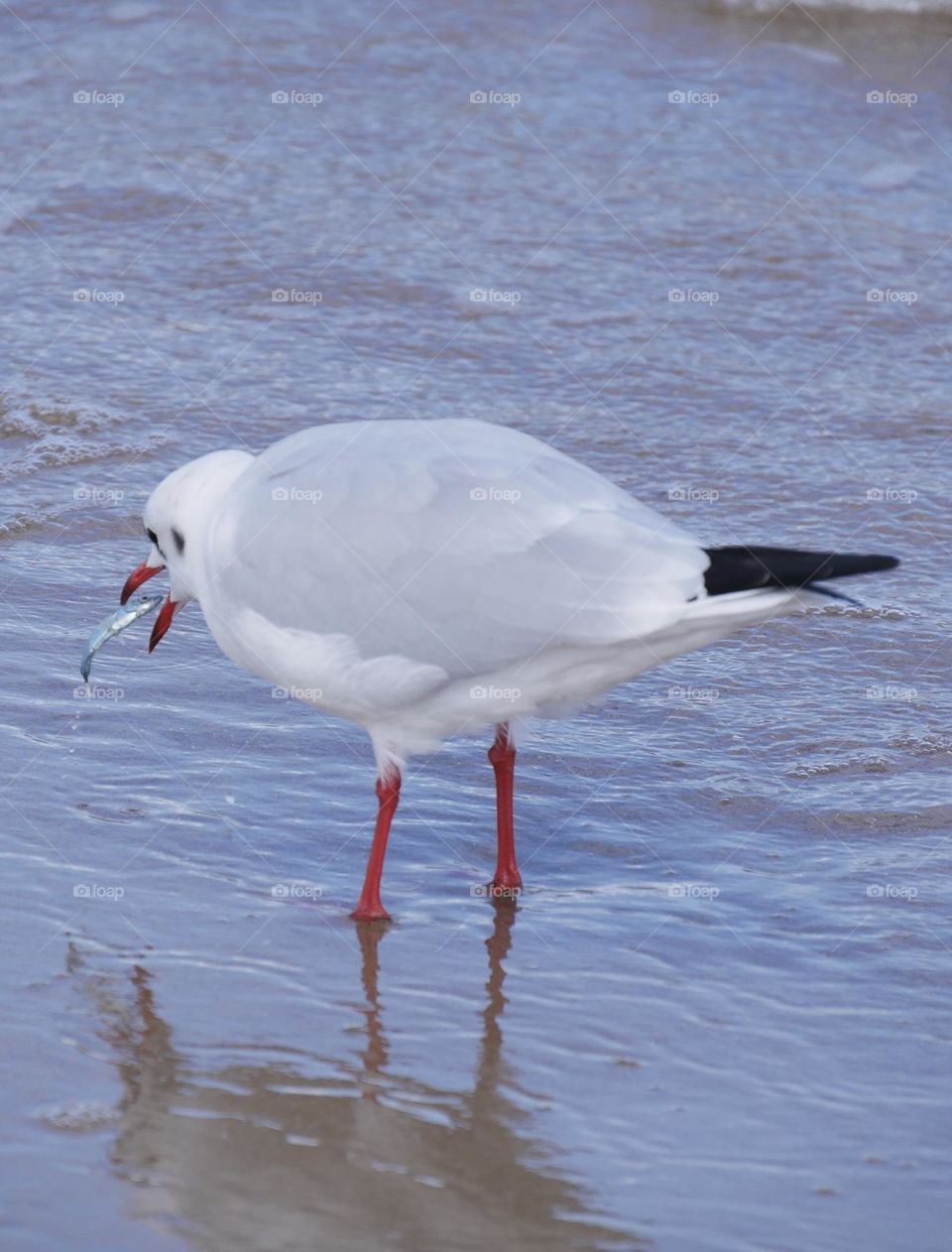 Fishing seagull 