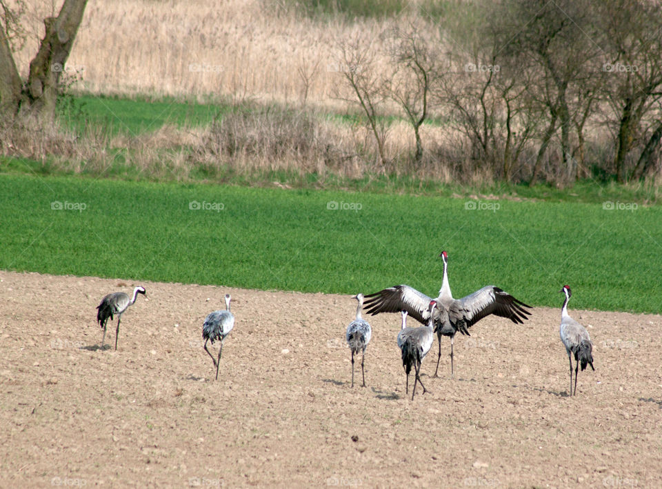 Red-Crowned cranes on field
