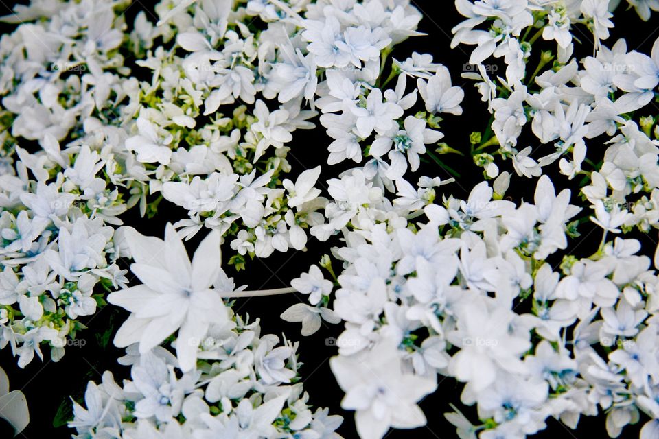 Flowers in white 