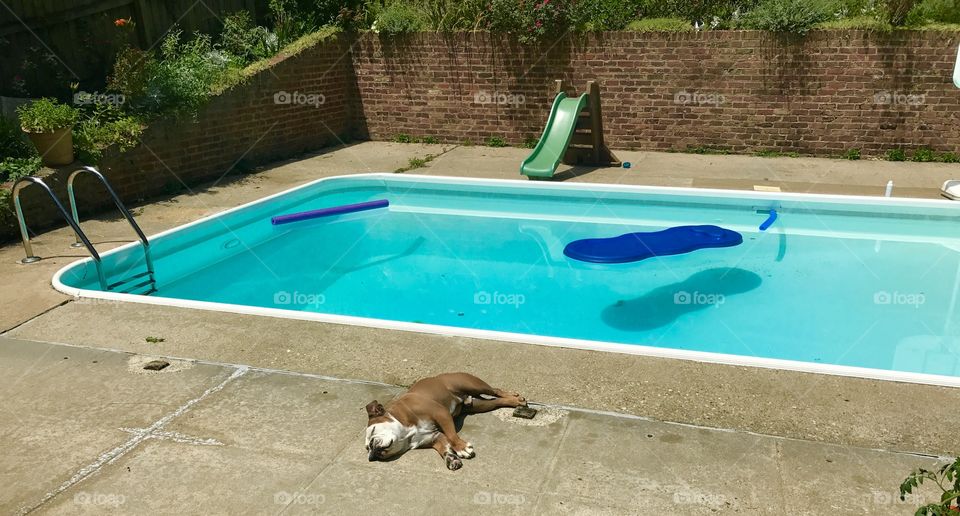Sunbathing Bulldog 