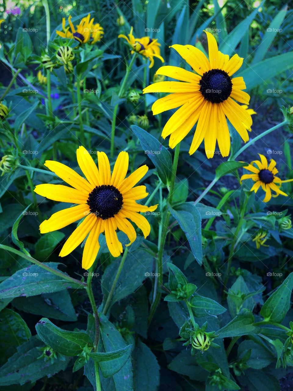 Blackeyed Susan 