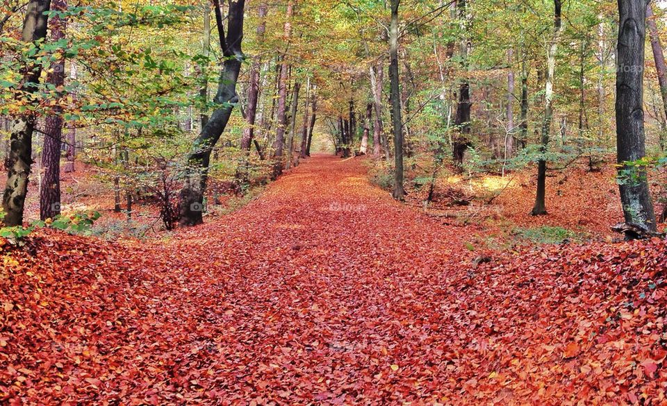 forrest, Wood, leaf, leaves, silence, Season, autumn, fall, fresh,