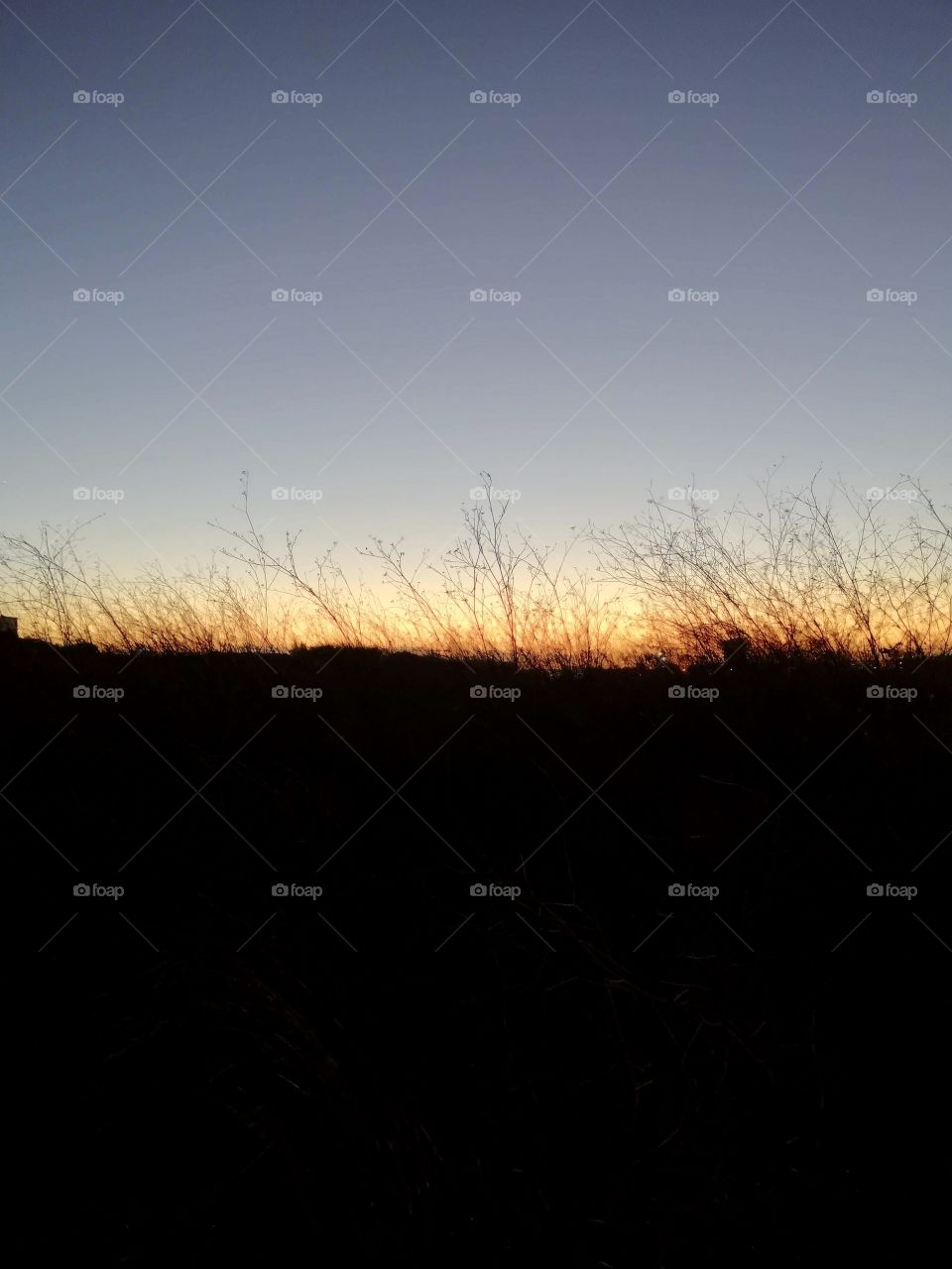 Watching the sunset over the undergrowth