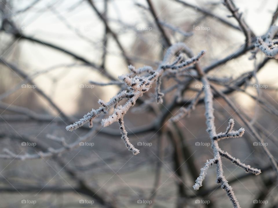 Frost on twigs