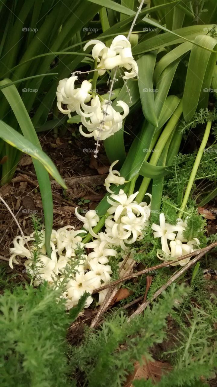 Perennial Flowers Spring NYC