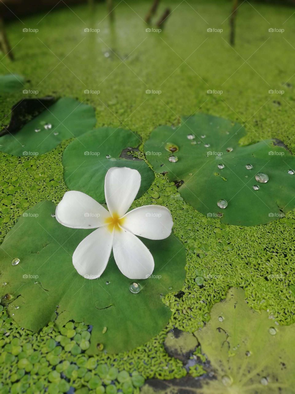 Green leaf with white flower 