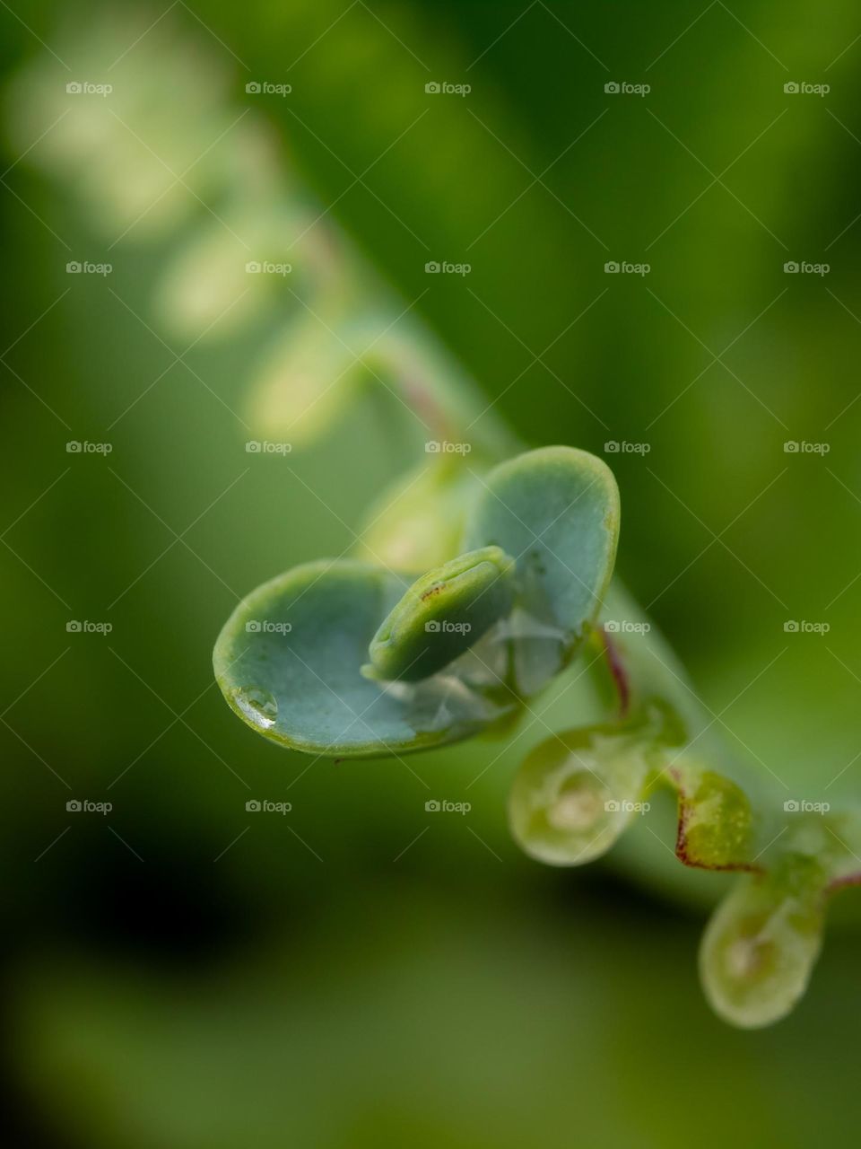 Closeup of Kalanchoe