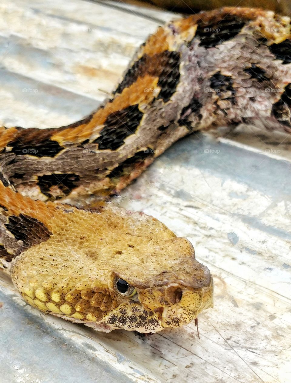 angry rattlesnake ready to strike