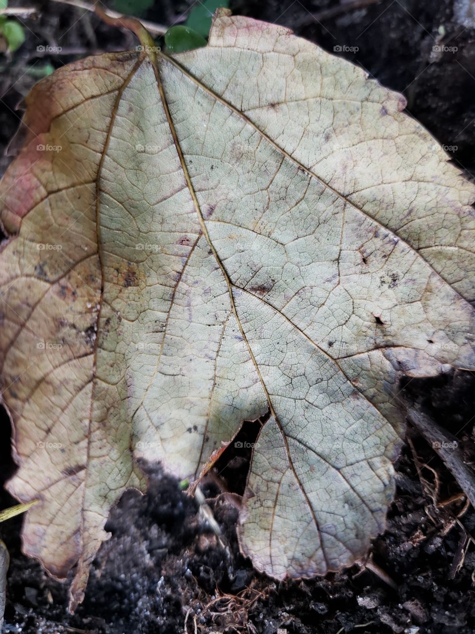 Leaf vein